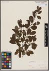 Foto von Salix aurita L.